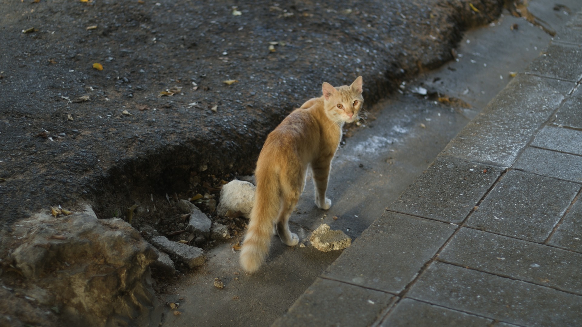 Эксперт: контроль популяции бездомных животных невозможен без финансирования