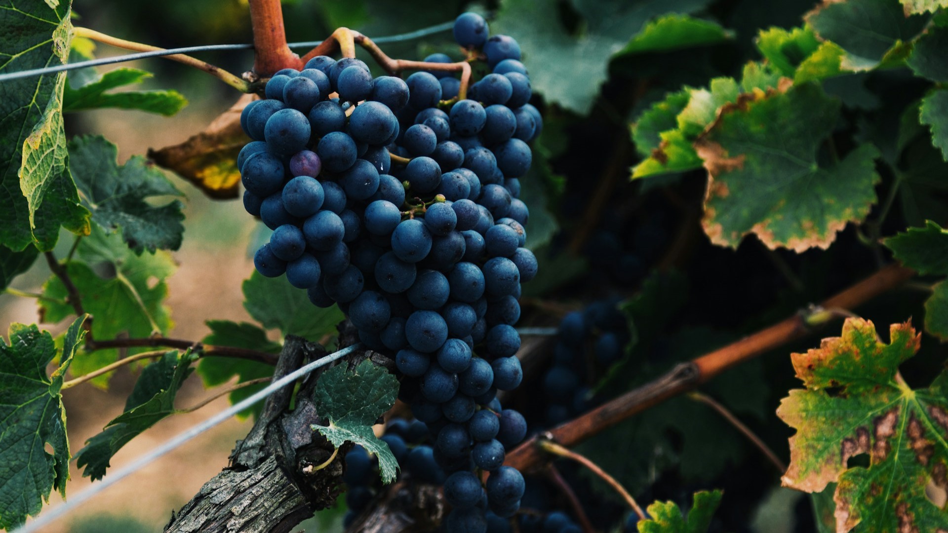 В России продажи безалкогольных вин выросли на 120% за два года